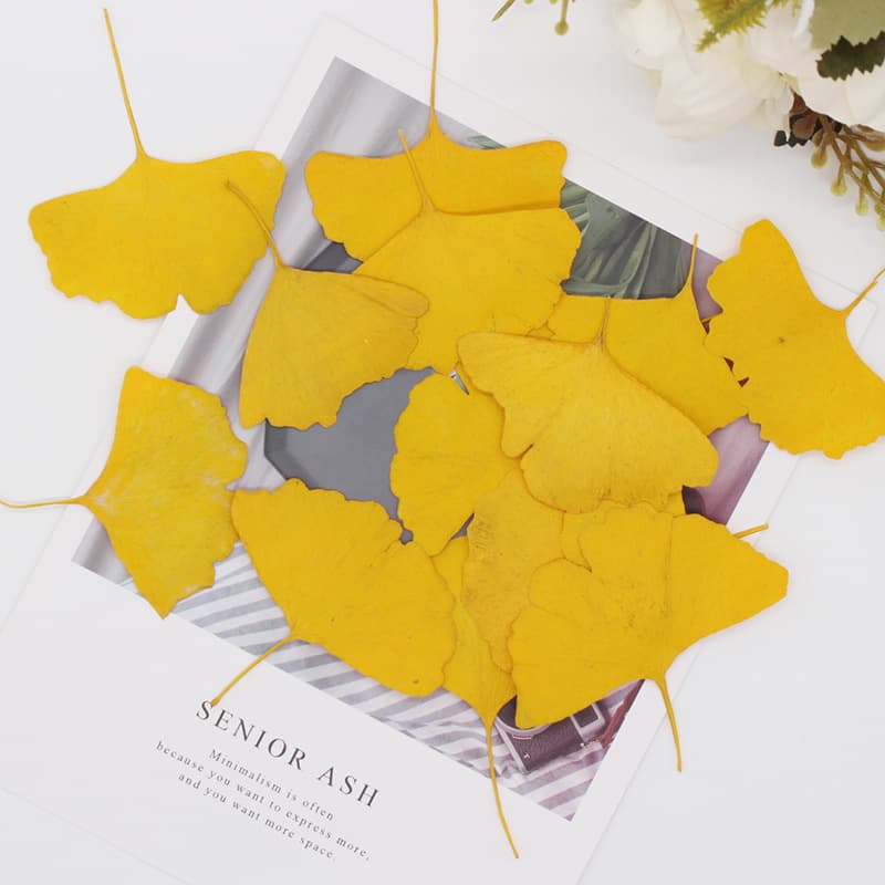 Ginkgo Leaf Real Leaf Plant Specimen Teaching Kids DIY Handmade Photo Frame Bookmark Glue Dry Embossed Mobile Phone Case