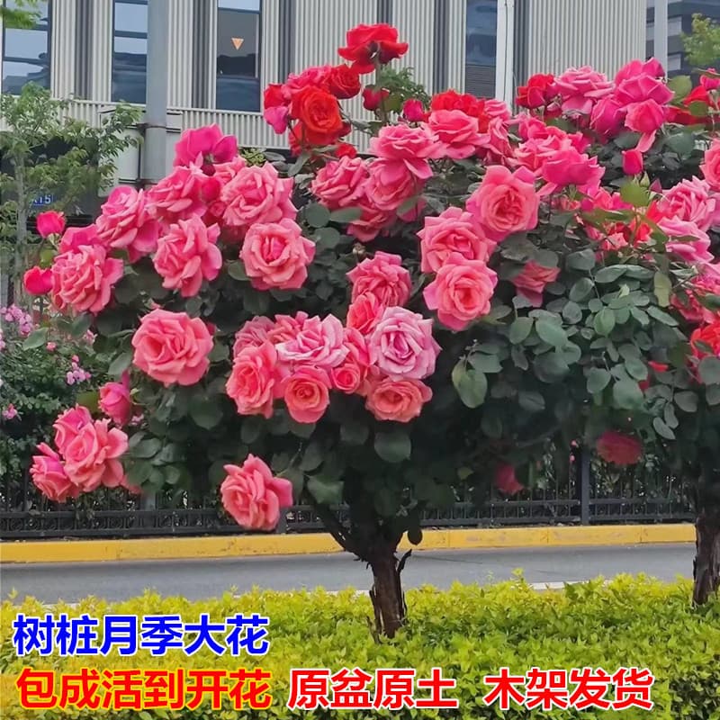 Single-stem old stump rose, extra-large flowers, blooms all seasons, grafted large seedling, lollipop tree-shaped rose seedling with flower buds