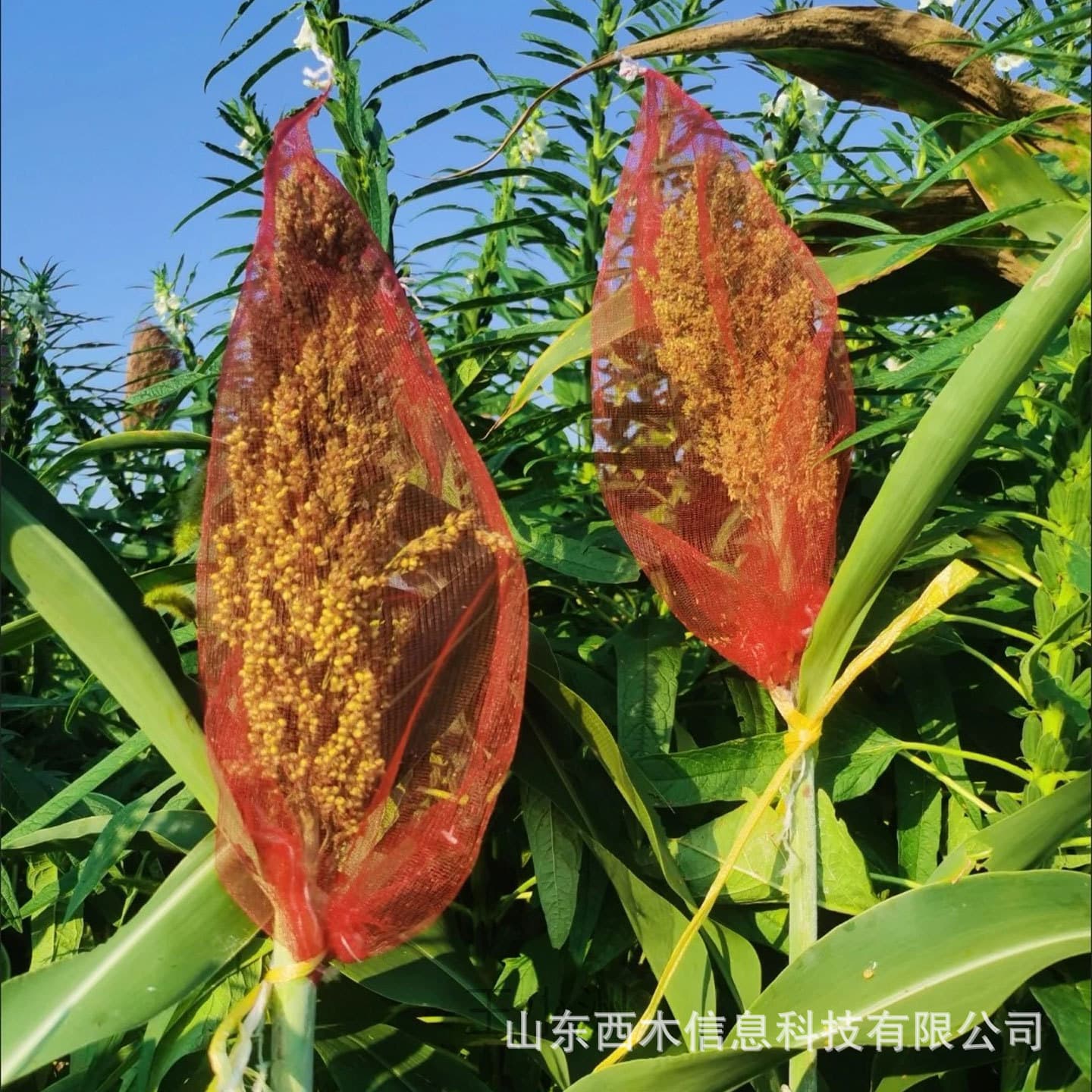 Sorghum Bagging Bird Netting, Agricultural Red and White Mesh, Fine Mesh Small Eyelet, Bird and Insect Proof