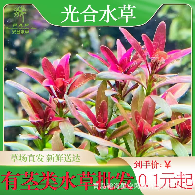 Stem Plant Bulk Aquatic Plants Wholesale Background Live True Aquatic Plants Low-Maintenance Photosynthetic Plant Balls Red Hygrophila