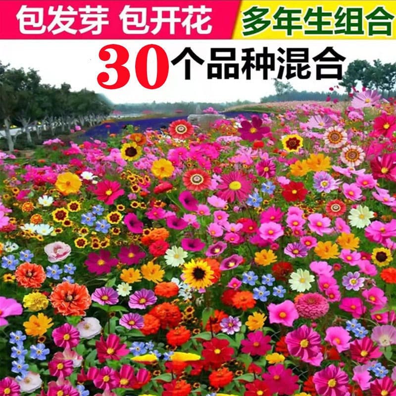 【Cross-Border Supply】Wildflower Mix Seeds for Outdoor Planting, Four-Season Sowing and Blooming, Cosmos Seeds for Garden