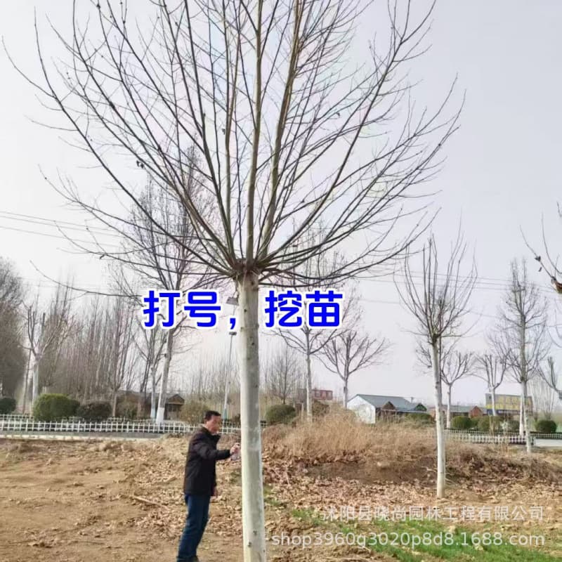 French plane tree saplings French plane trees bronze French plane trees Nanjing plane trees small plane trees saplings plane trees