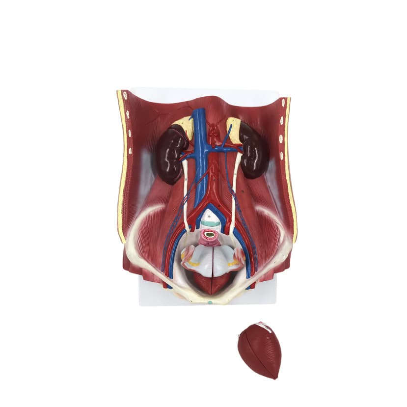 Male Urogenital System Anatomy Model Urinary System Model Human Urinary System Anatomy Model