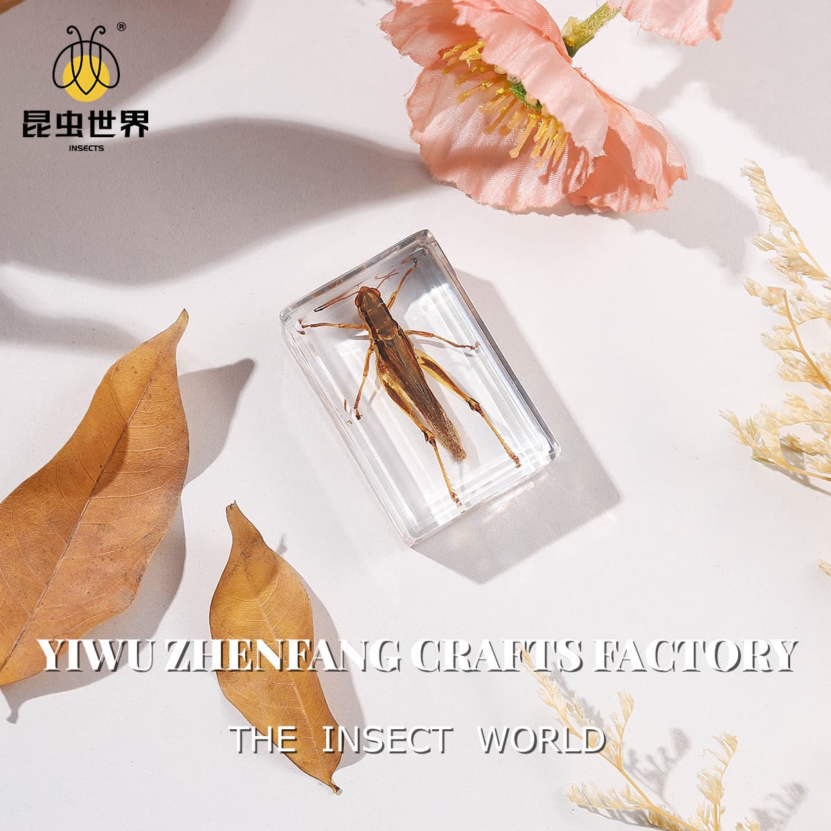 Zhenfang Craft Factory Direct Real Insect Specimens Biological Science Education Teaching Secret Code Shipping Label Cross-border Drop Shipping