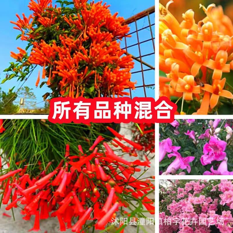 Cross-border supply Pyrostegia venusta seeds, four-season climbing flowering plants, garden balcony potted trailing flower seeds for export