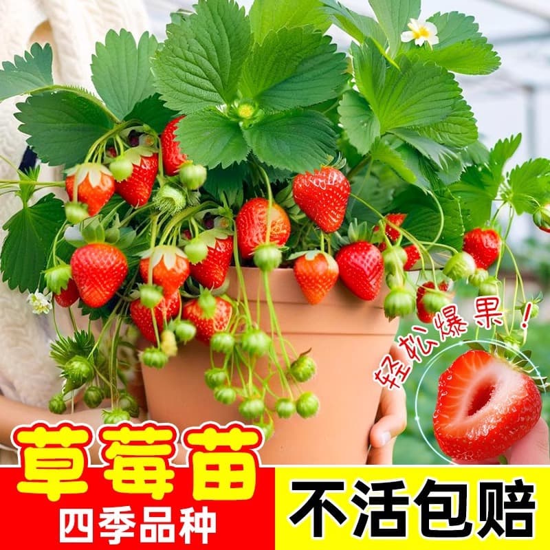 Four-Season Strawberry Seedlings, Red Face Cream Strawberry Seedlings, Greenhouse Planting Strawberry Potted Plants, Bearing Fruit in the Same Year, New Seedlings with Soil and Fruit