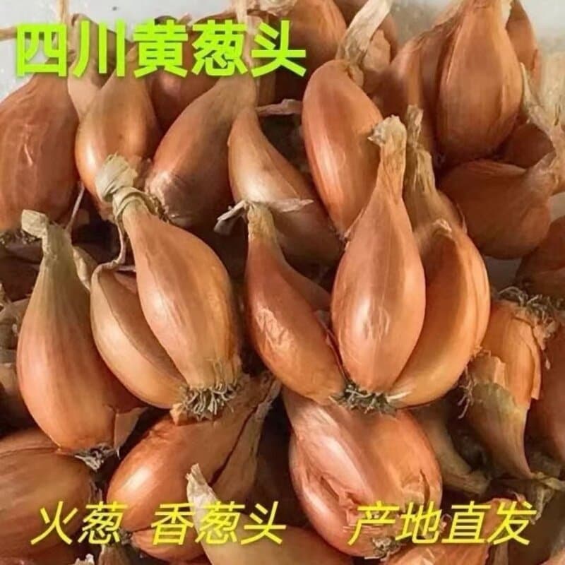 Fresh Yellow Onion, Firm White Onion, Sichuan Fire Onion, Four-Season Small Fragrant Onion, Hairy Onion, Red Onion for Planting in Pots for Oil Extraction