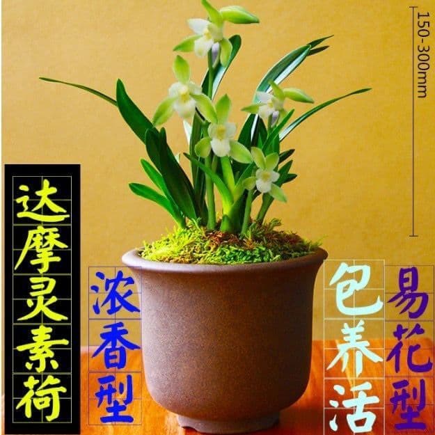 Dwarf Variety with Strong Fragrance, Damo Lingsuhe Orchid, Jianlan, Indoor Potted Flowering Plant