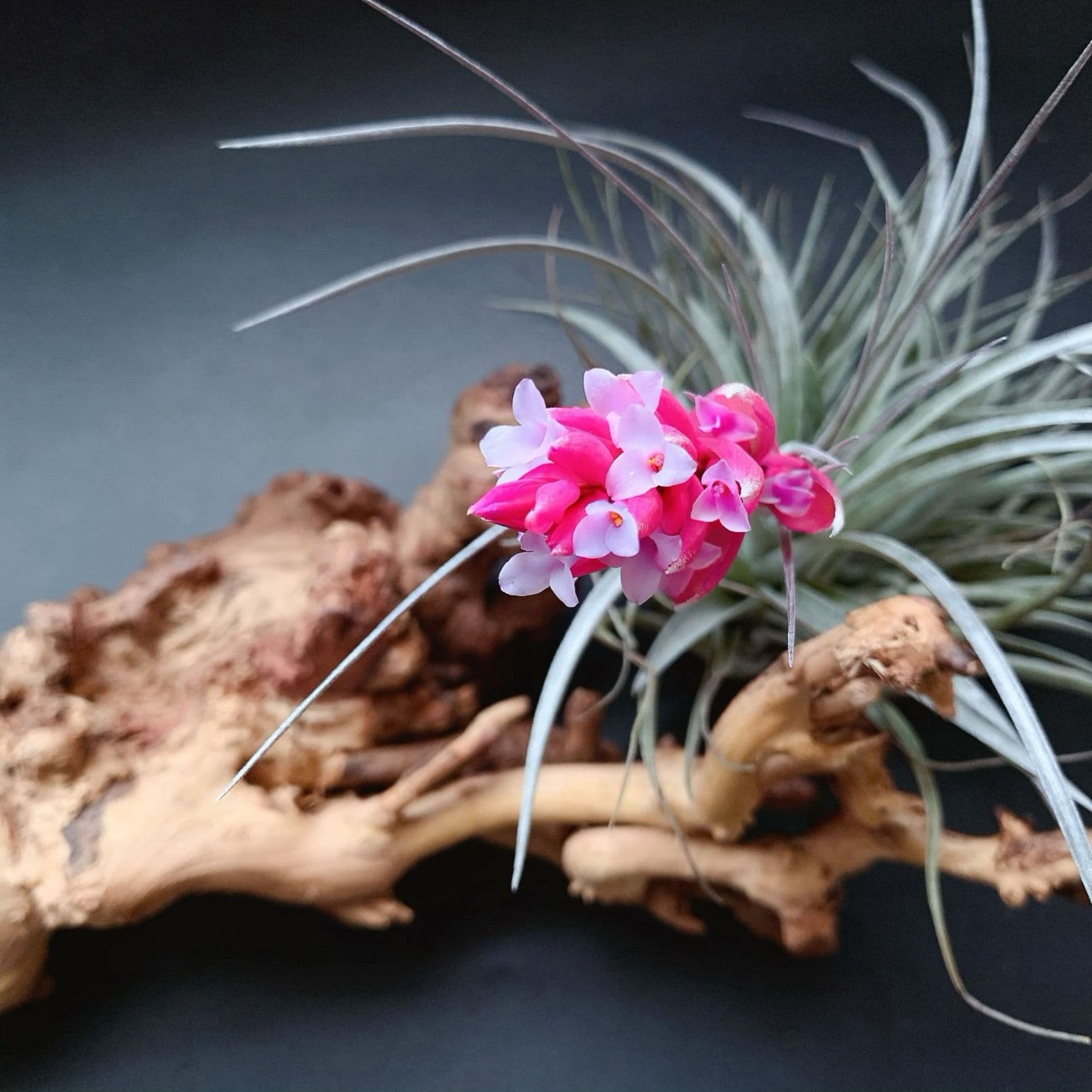 Base Shipment Air Plant Houston Beautiful Flower Variety Easy Clustering Base Supply Tillandsia Wholesale