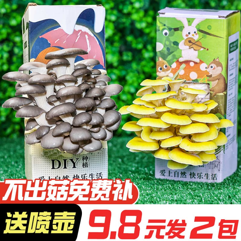 Mushroom spawn cultivation, edible mushrooms, oyster mushrooms, mushroom bag boxes, children's gifts, mushroom bags, family fun planting