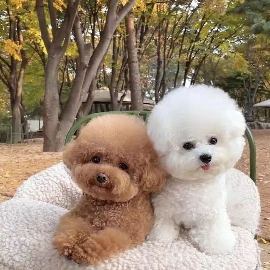 Purebred Gray Toy Poodle Puppy Small Breed Live Dog Teacup Poodle Non-Growing Yellow Black Poodle Small Dog Puppy