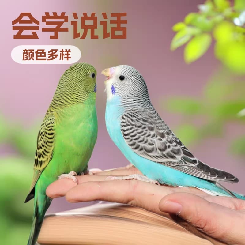 Live Parrot, Budgerigar, Talking Bird, Pet, Small to Medium Parrot