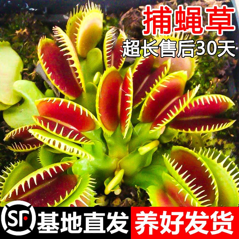 Venus Flytrap Pitcher Plant Carnivorous Plant Mosquito Repellent Plant Mosquito Trap Plant Extra Large Insectivorous Plant Fun Potted Plant