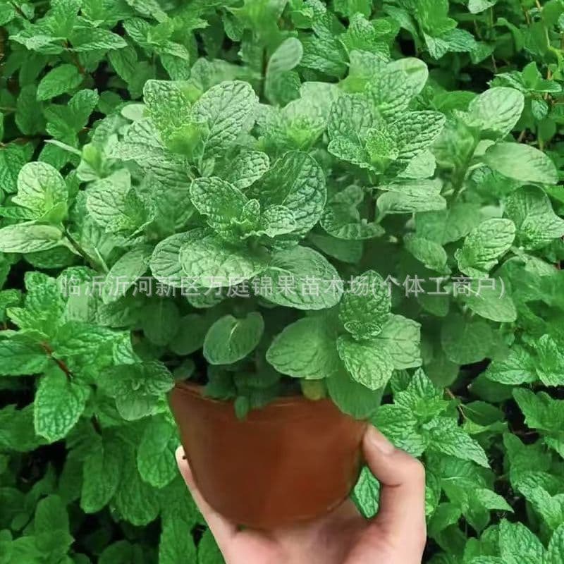 Mint potted edible seedlings lemon catmint leaves rosemary green plants indoor potted plants that repel mosquitoes and are easy to maintain