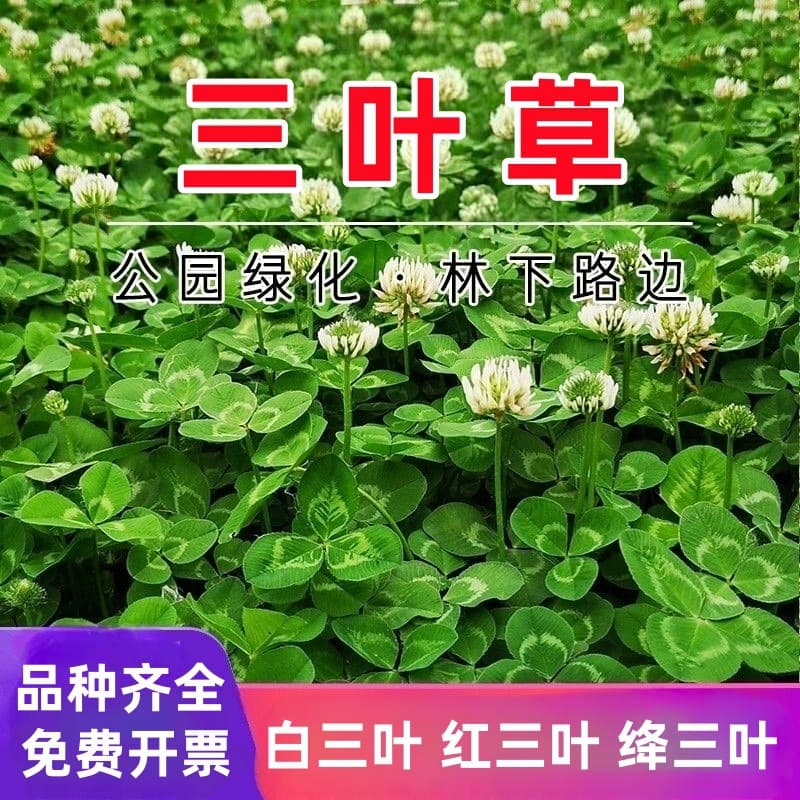 Clover Seeds - White Clover Seeds, Red Clover Seeds, Four-Season Green Lawn, Pasture Grass, Orchard Green Manure, Sow All Seasons