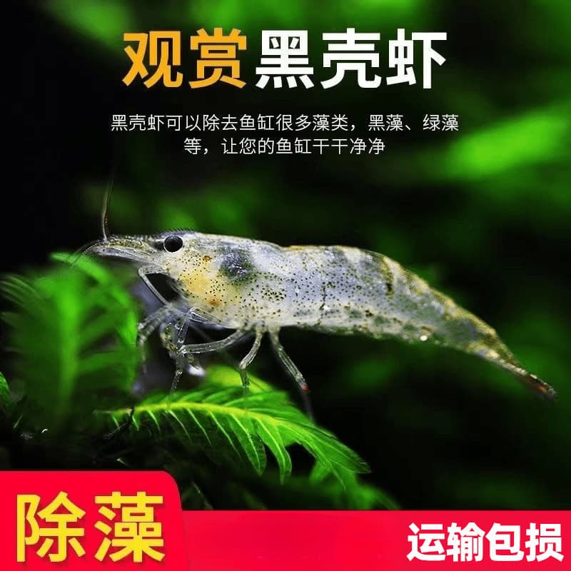 Live Black Shell Shrimp, Ornamental Shrimp for Algae Control, Freshwater Aquarium Shrimp, Hardy Cold Water Cleaner Shrimp, Cherry Shrimp