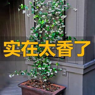 Windmill Jasmine Climbing Flower Plant Trachelospermum Jasminoides Seedling Courtyard Potted Evergreen Silver Jasmine Vine Cold Hardy
