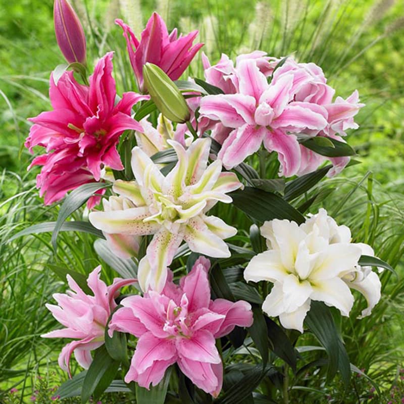 Wholesale Oriental Lily Bulbs, Multi-Season Blooming Lily Plants with Sprouts, Four-Season Potted Ornamental Flowers