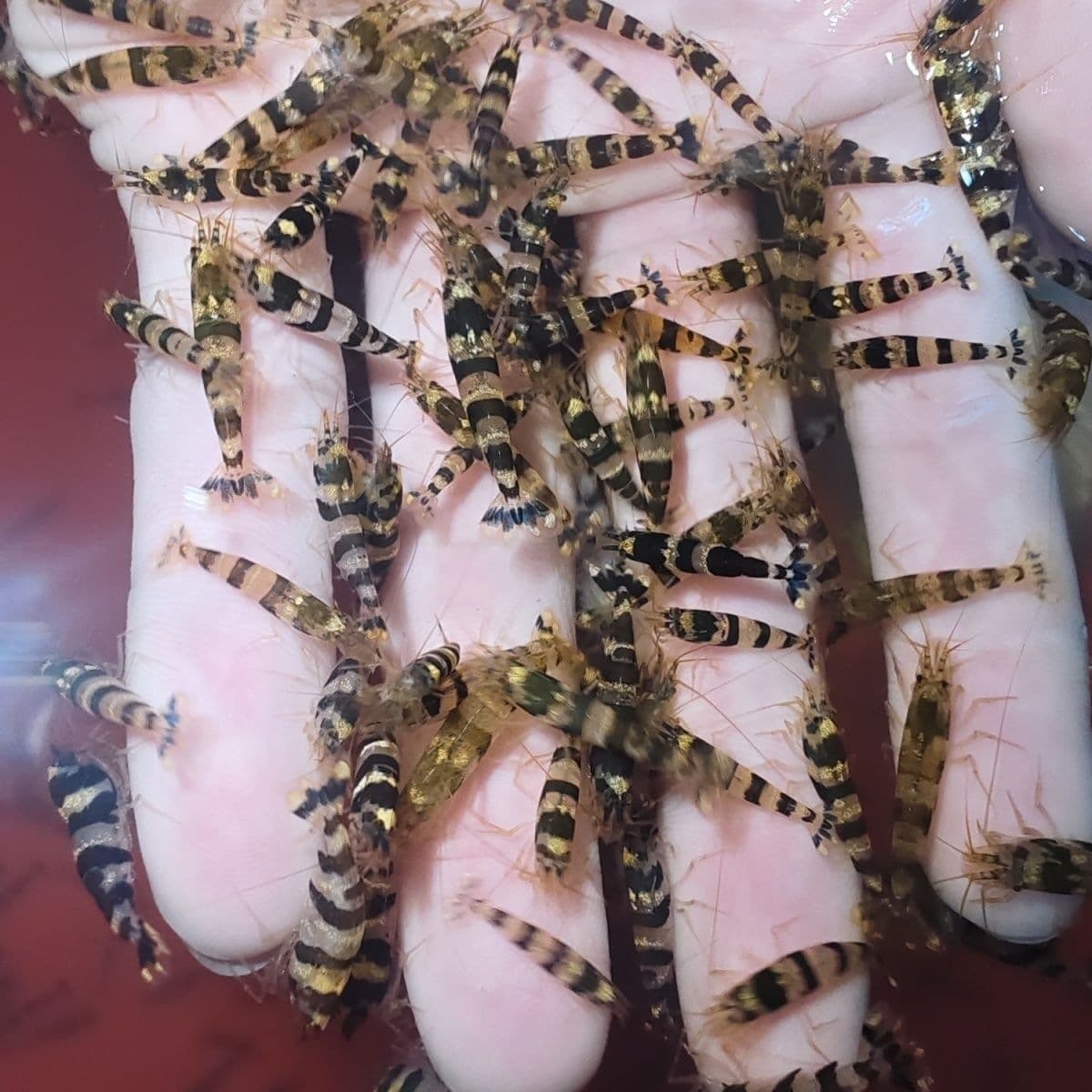 Crystal Red Shrimp, Ornamental Shrimp, Fire Red Shrimp, Algae-Eating Shrimp, Freshwater Ornamental Cherry Shrimp, Tiger Shrimp, Bee Shrimp