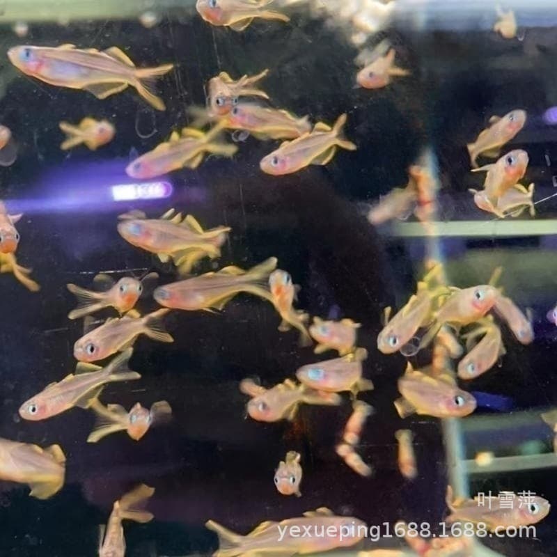 Neon swallowtail fish, live groom fish, small tetras, schooling tetras, tropical ornamental fish, direct wholesale from fish farm.