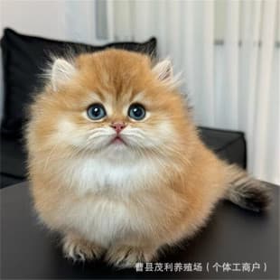 Golden Shaded Longhair Munchkin Cat Live Kitten for Sale Golden Shaded Purebred Kitten Live British Shorthair Small Cat Live