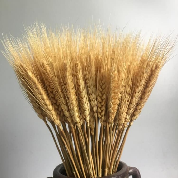 Manufacturer wholesale wheat barley wheat ears dried flowers real flowers natural primary color wheat wedding opening decoration festival props