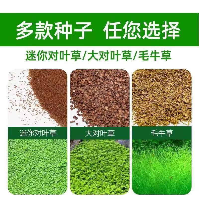 Wholesale Aquarium Foreground Quick-Growing Grass Seeds - Mini Leaf Grass, Dwarf Hairgrass, Lucky Clover