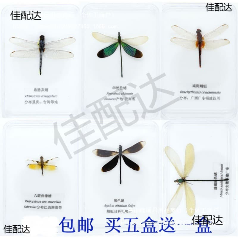 Dragonfly specimens, damselflies, secongs, butterflies, real insects, wings spread, boxed, children's gifts, teaching, handicrafts