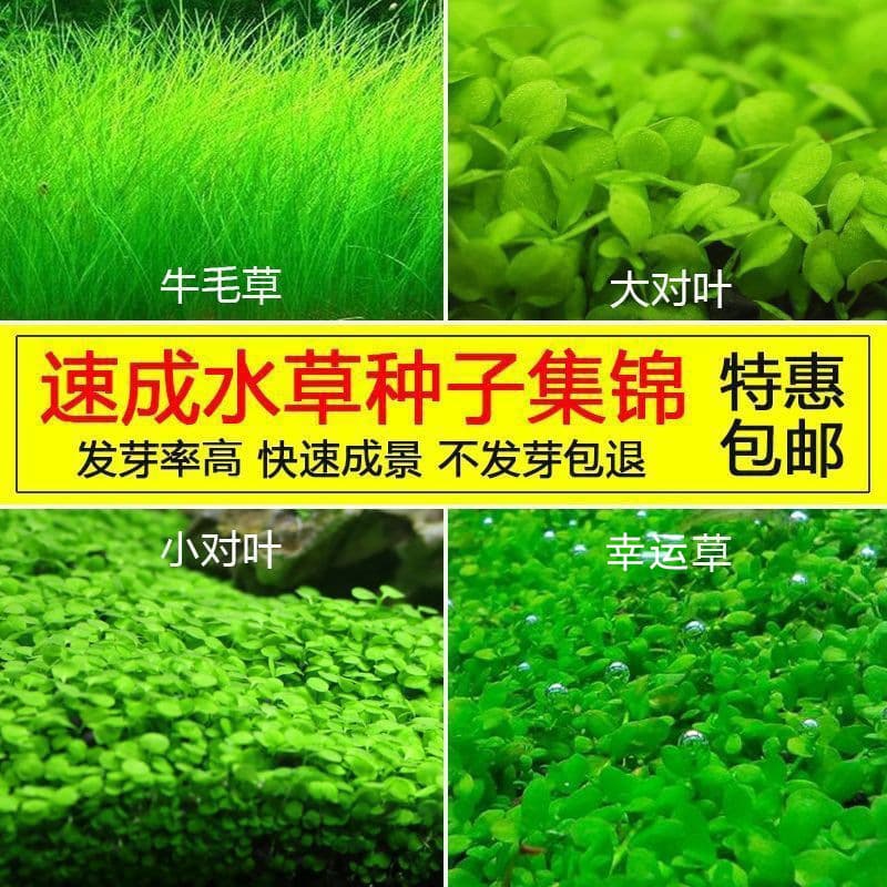 Novice landscaping water plant seed size double-leaf cowhair grass love pearl grass water grass mud ceramsite sand fish tank bottom sand