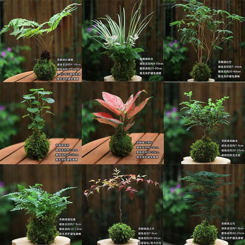 Moss Ball Hydroponic Plants Low-Maintenance Potted Fern Desktop Potted Plants Office Greenery Absorb Formaldehyde