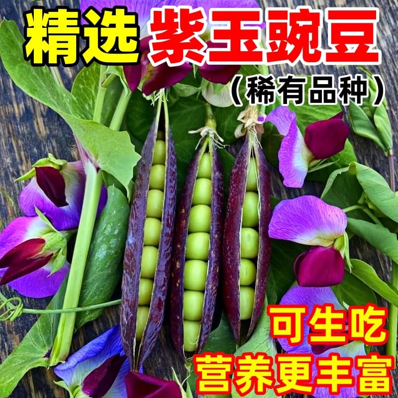 Purple Jade Pea Seeds, Rare Purple Peas, Raw Sweet Pea Seeds, Early Maturing, High-Yielding Four-Season Vegetable Seeds