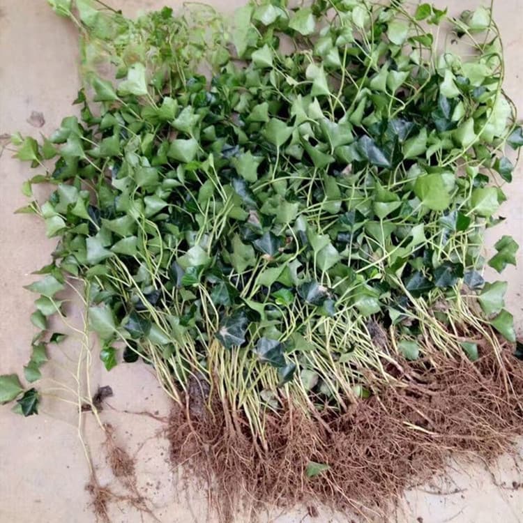 Direct from base, Chinese Ivy seedlings, evergreen ivy climbing plants, ivy hanging basket for balcony and garden