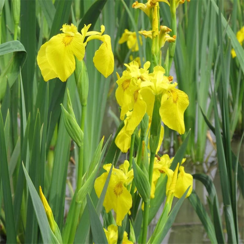 Yellow Iris Yellow Flag Aquatic Flower Water Grass Emergent Plant Fish Pond Greening Plant Yellow Flag Seedling