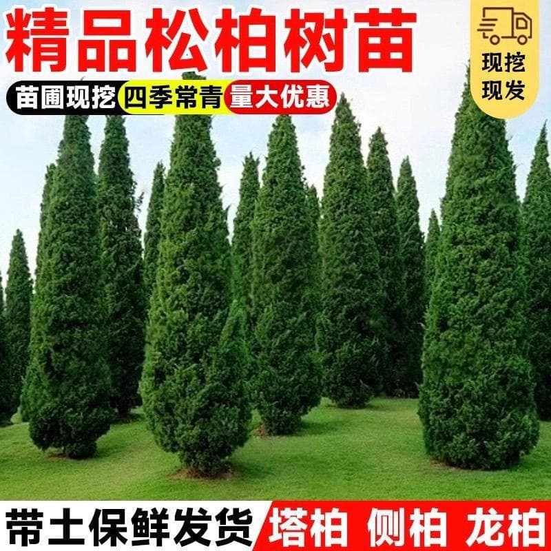 Tower Cypress Seedlings, Platycladus orientalis, Arborvitae, Oriental Arborvitae, Sabina chinensis, Pine, Tower Pine, Dragon Juniper, Greening Seedlings, Evergreen