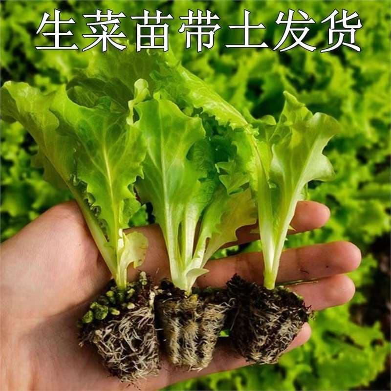 Fast-growing upright butter lettuce seedlings, seedlings, seeds, hydroponics, indoor potted vegetable seedlings