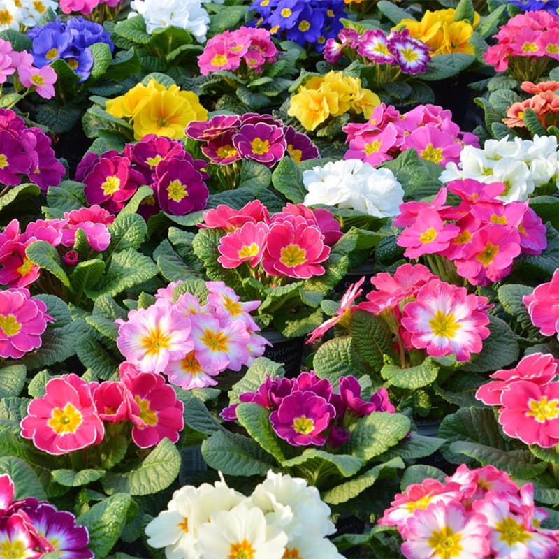 Primrose Seeds, Easy to Grow All Seasons, Persian Chrysanthemum Seeds, Cold Hardy, Garden Outdoor Potted Flower Seeds