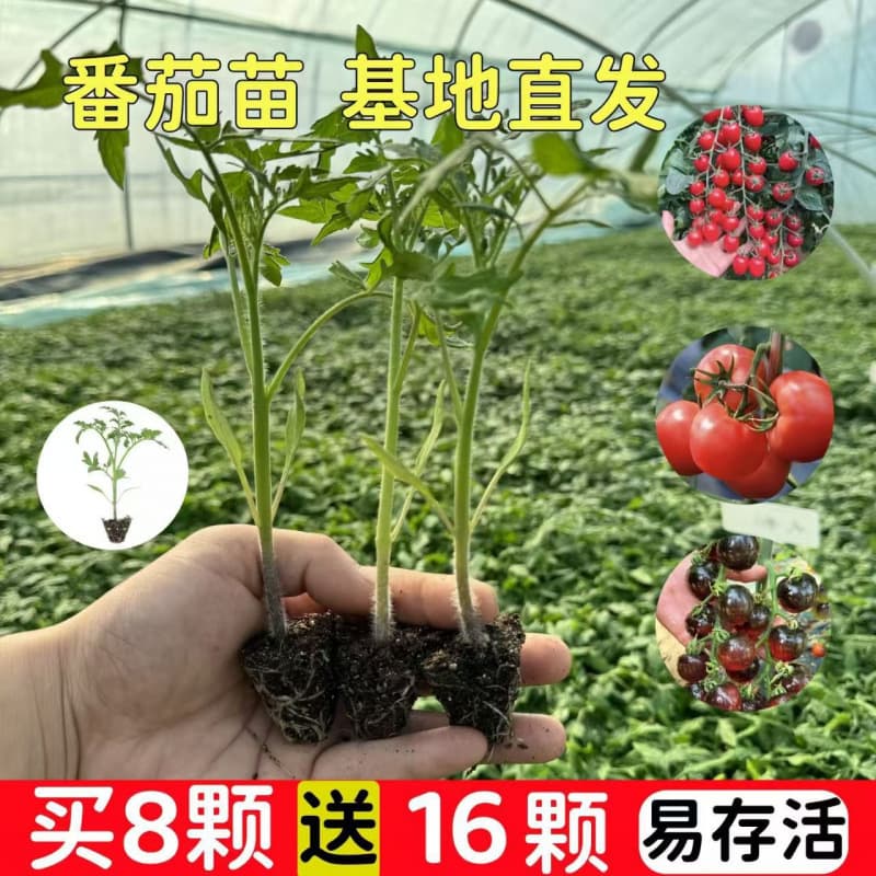 Tomato Seedlings Seeds Large Tomato Seeds Vegetable Seedlings Dwarf Black Seedling Millennium Cherry Tomato Potted Plant