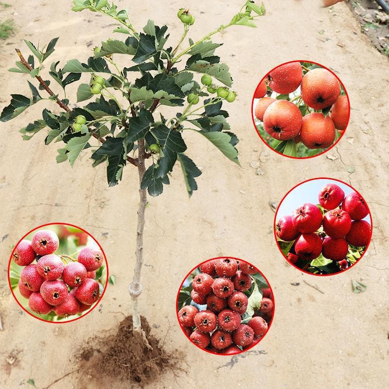 Hawthorn Tree Seedlings for Potted or Ground Planting, Seedless Yellow Hawthorn, Suitable for Southern and Northern Four-Season Cultivation