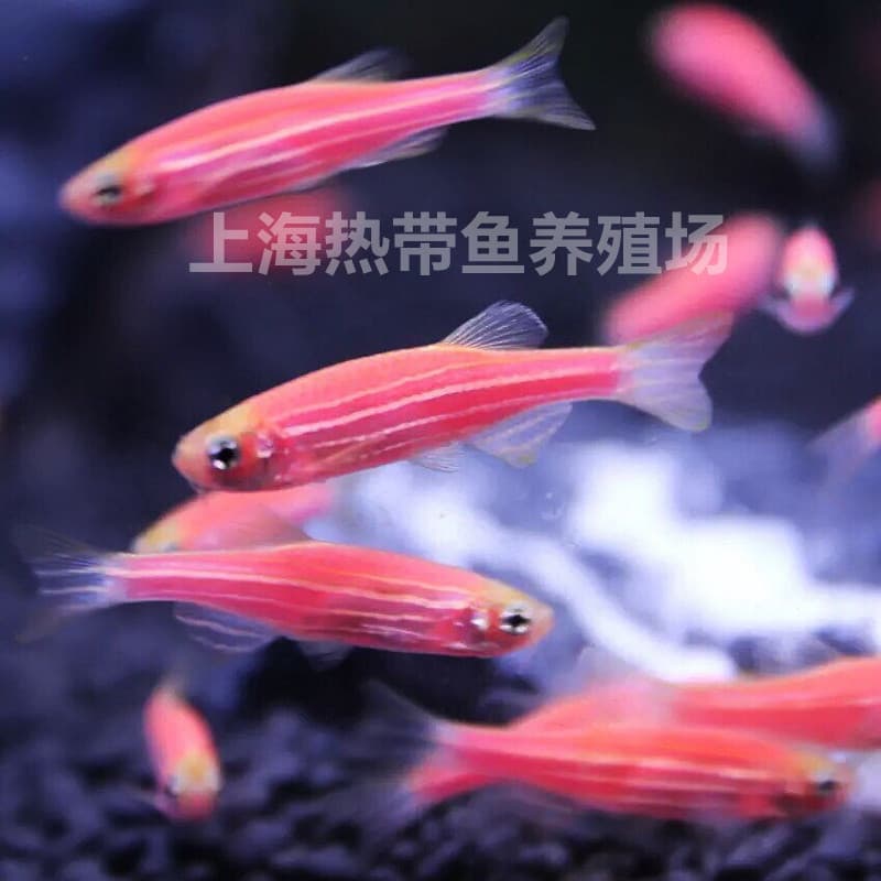 Red Zebra Danio Live Tropical Fish Cold Tolerant Small Schooling Fish for Planted Tanks Mixed Aquarium Bottled Live Fish