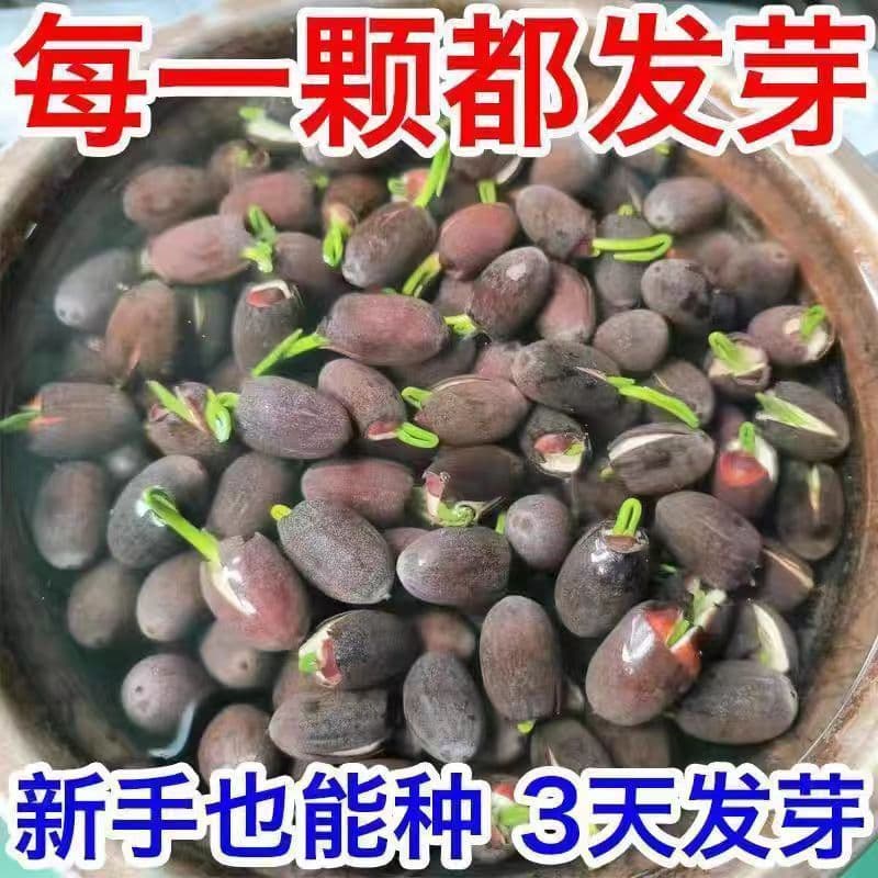 Four-Season Flowering Hydroponic Lotus Seeds, Non-Bowl Lotus Seeds, Pre-Cut for Germination, Four-Season Flowering Seeds