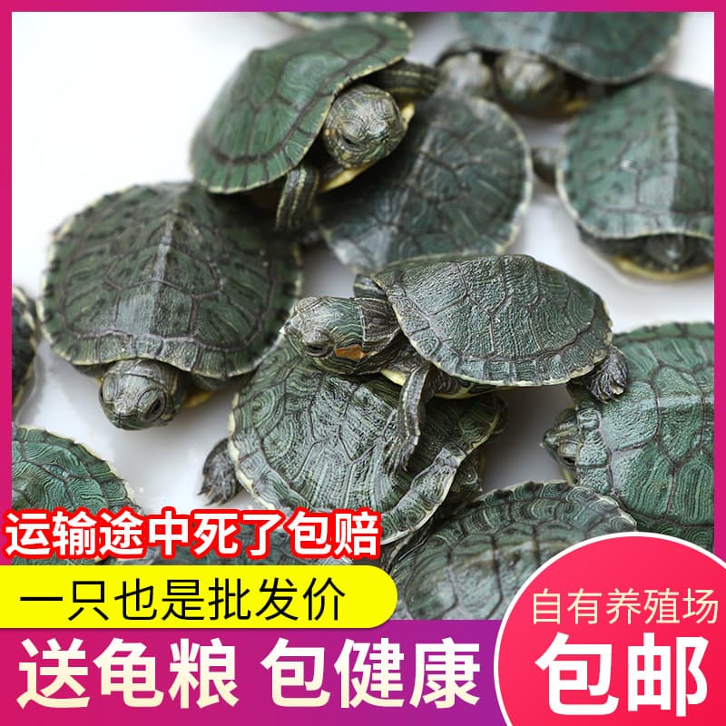 Live Baby Red-Eared Slider Turtle Hatchlings, Pet Turtles for Home, Farm Wholesale Live Turtles
