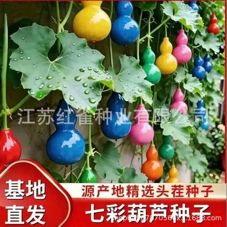 Authentic potted plants hand-twisted colorful gourd seeds flowers easy-to-live four-season seeds wholesale town house trees cultural toys small waist