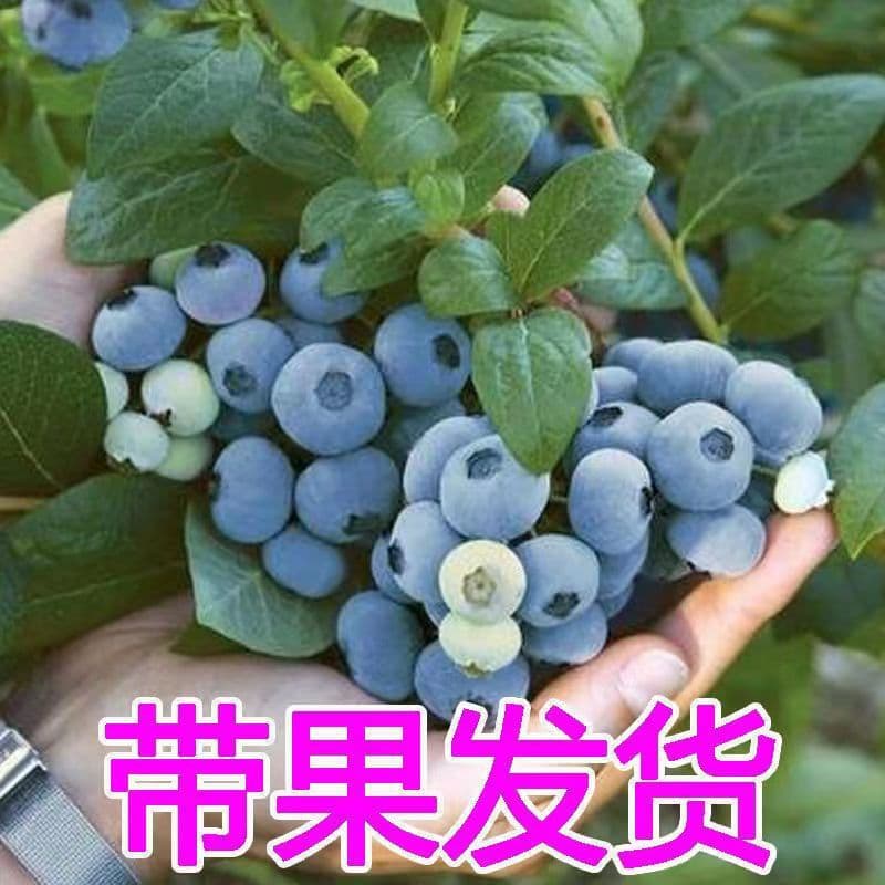 Extra large blueberry tree fruit seedlings potted ground-planted fruit seedlings with fruit and flowers planted in the north and south rabbit eye emerald fruit tree seedlings