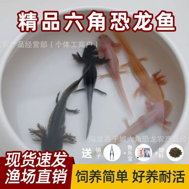 Axolotl Live Pet, Cold Water Mexican Salamander, Easy to Keep, No Oxygen Needed, Fire Salamander