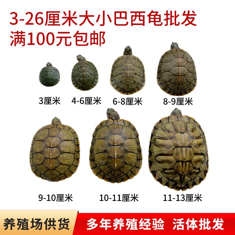 3-26 cm Outdoor Pond Red-Eared Slider Turtles, Pet Ornamental Turtles, Various Sizes, Bulk Baby Turtles, Special Price Chinese Pond Turtle Hatchlings