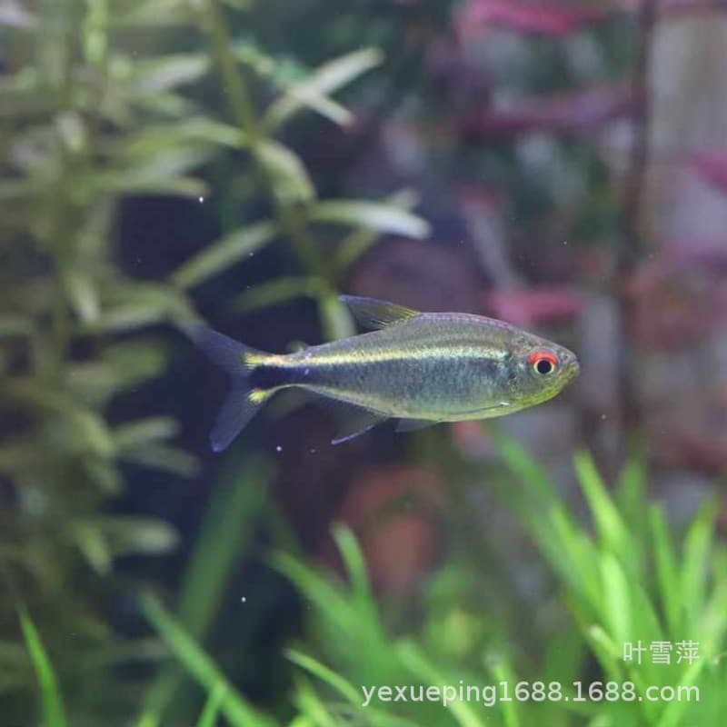 Colombian Meta Tetra South American Planted Tank Small Schooling Peaceful Tropical Ornamental Fish Freshwater Live Small Fish