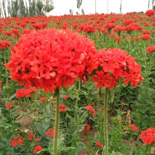 Large-flowered Lychnis Seeds, Cold-tolerant Flower Seeds, Perennial Landscape Flower Seeds, Easy to Grow, Engineering Seeds