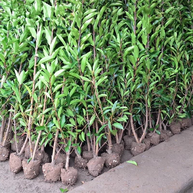 French Holly Seedlings, Holly Tree, Hokkaido Yellow Poplar Seedlings, Japanese Coral Tree, Courtyard Hedge Wall, Evergreen Tree Seedlings
