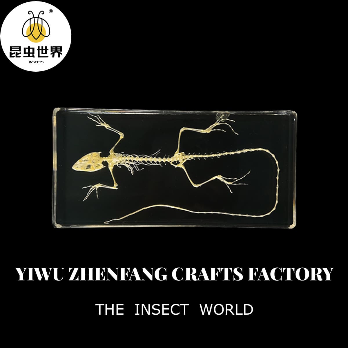 Zhenfang Real Insect Specimen Surprise Box Toy, Blind Box for Resellers, Drop Shipping for Vendors, Scenic Spot Street Stall Animal Blind Box
