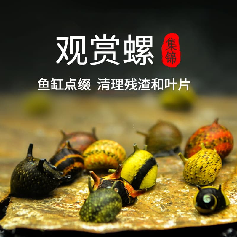 Ornamental Snails, Algae-Eating Tools, Freshwater Apple, Zebra, Assassin, Golden, Black Devil Snails, Colorful Egg, Cleaners, Tropical Live